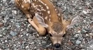 Bambi