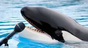 Kit ubojica u bazenu ispred mikrofona