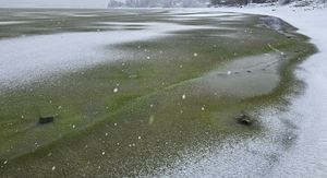 Zeleni led u Češkoj