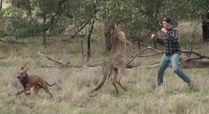 Obračun sa životinjama