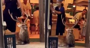 Jelen ispred vrata trgovine u Japanu