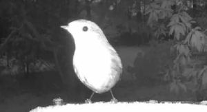 Ptica na snimci s hranilice i neobična silueta u pozadini