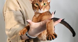 Abesinska mačka Darlen Fleur Dalmore Black proglašena je najljepšom mačkom na svijetu - 5