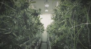 Ilustracija: marihuana