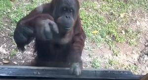 Snalažljivi orangutan