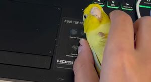Papiga