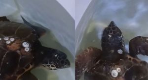 Spašena Glavata želva u akvariju