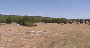 Pomor stoke - 2