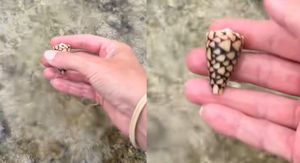 Neobična školjka u ruci