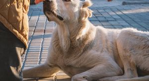 Pas njuši ruku muškarca