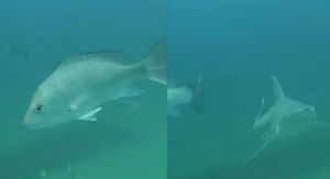 Morska stvorenja u podmorju