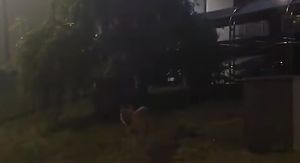 Novi video