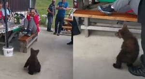 Medvjedić i planinari