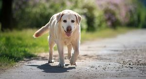 Primjećujete da vaš stariji pas hoda drugačije? To bi mogao biti rani znak ovog oboljenja