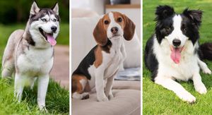 10 najzdravijih pasmina: Rijetko su kod veterinara i savršeni su ljubimci! Ovi psi najotporniji su na oboljenja