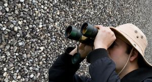 ptica sakrivena među kamenjem