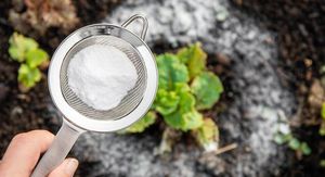 Soda bikarbona za cvijeće: Kada i kako je koristiti?