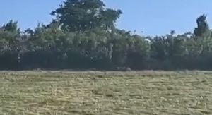 Uočena životinja