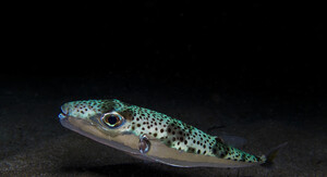 Srebrnopruga napuhača