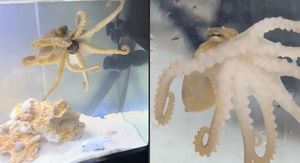 Hobotnica u akvariju kao kućni ljubimac