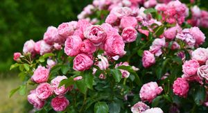 Ruže će predivno cvasti nakon pravilne rezidbe