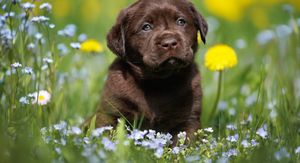 Štene labrador retrivera