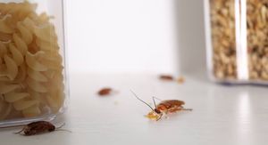 10 štetnika koji vam se mogu skrivati u smočnici – provjerite imate li ih već kod kuće