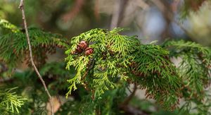Alergija na čempres: Simptomi koji se često javljaju krajem zime i početkom proljeća