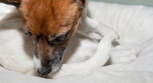 Češanje, upale uha i proljev kod ljubimaca: 4 najčešća okidača u hrani koje mnogi vlasnici zanemaruju