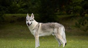 Čehoslovački vučjak, ilustracija