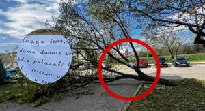 Ljubavna poruka na palom stablu u Hrvatskoj