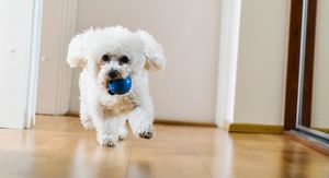 Psi koji se ne linjaju i ne smrde: 8 pasmina za alergičare
