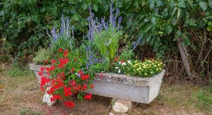 Cvijeće za betonske žardinjere: Posadite ove trajnice i zimzelene biljke