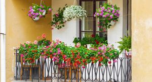 Viseće cvijeće za balkon: Kako odabrati prave biljke?