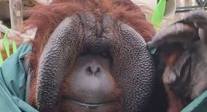 Orangutan Patrick