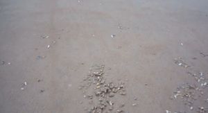 Školjke na plaži