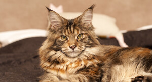 Maine coon