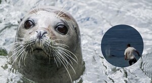 Havajska morska medvjedica i turist koji je gađa kamenom