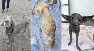 Azil preuzeo 47 pasa u teškom stanju