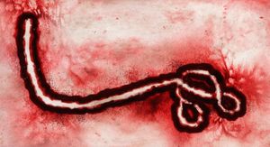 Bundibugyo virus: WHO upozorava na novu prijetnju za koju nema cjepiva, stručnjaci strahuju od širenja