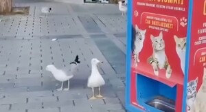 Galeb koji mjauče pored javne hranilice