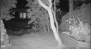 Medvjedi siju strah - 1