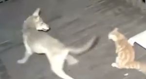 Kojot i mačka