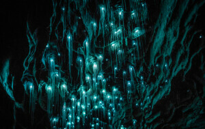 Waitomo Glowworm - 4