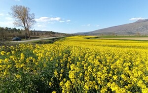 Zlatna polja u Istri - 2