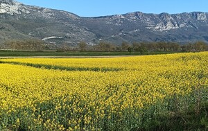 Zlatna polja u Istri - 7