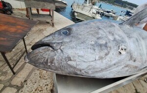 Tuna fest Rovinj - 9