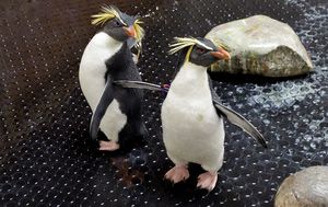 Žutouhi pingvini