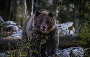 CroMedo, fotolov na medvjede i druge divlje životinje u Gorskom kotaru - 6