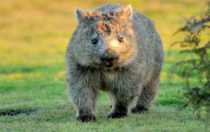 Wombat - 1